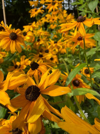 A cluster of vibrant yellow Rudbeckia Marmalade blooms with dark centers, from Bishy Barnabees Cottage Garden seeds, flourishes outdoors in sunlight and green foliage—an ideal choice for container planting.