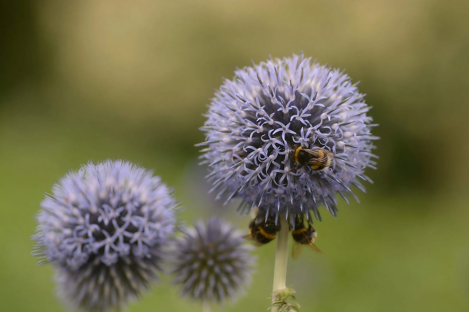 Close-up of a bee pollinating Echinops ritro Veitch&
