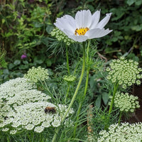 A bee rests on Cosmos Purity by Bishy Barnabees Cottage Garden, featuring clusters of small white blooms and tall daisy-like flowers—ideal for a white flower or moon garden, with lush green foliage as the backdrop.