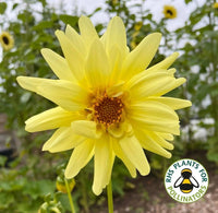 A vibrant Dahlia Cactus Mixed from Bishy Barnabees Cottage Garden blooms with large spiky yellow petals among lush green leaves, sunflowers softly blurred behind. The RHS Plants for Pollinators logo is visible in the lower right corner.
