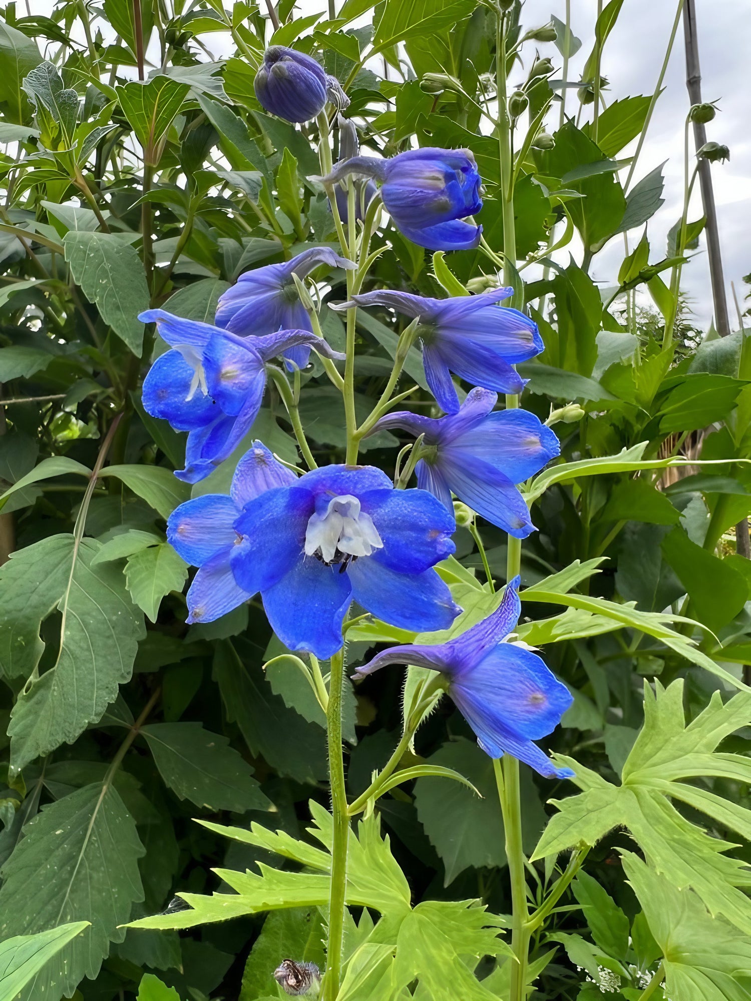 Close-up of Delphinium Pacific Giant Summer Skies with blue blossoms and green foliage