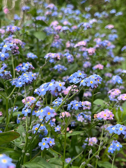 Close-up of Forget-me-not Victoria Mixed flowers showcasing their blue and pink hues