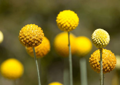 Craspedia Drumstick flowers arranged in a field