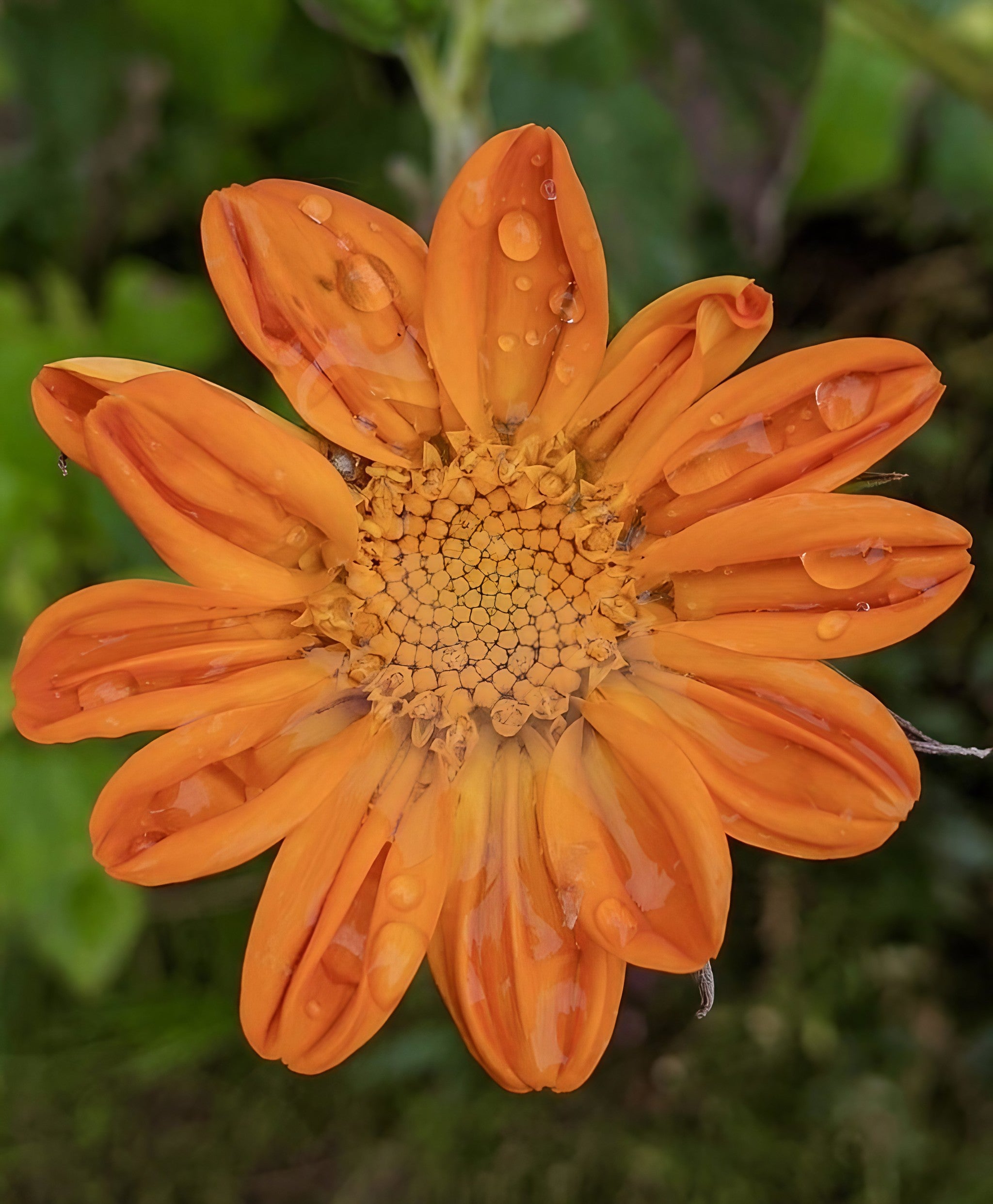 Macro shot of a Tithonia Goldfinger flower with water droplets