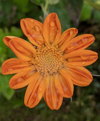 Close-up of Tithonia Goldfinger by Bishy Barnabees Cottage Garden, petals adorned with water droplets and intricate center details, set against a blurred green background—an inspiring choice for any butterfly garden.
