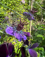 Close-up of Bishy Barnabees Cottage Garden Nigella hispanica: royal violet-blue flowers with dark centers, green leaves, striking architectural seed pods forming seeds, and a few closed buds in a sunlit garden.