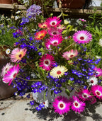 Create a vibrant outdoor display with Bishy Barnabees Cottage Garden’s Patio Flower Garden Collection: pink, white, and yellow daisy-like flowers mix with small blue blooms—ideal for compact gardens or patios in bright sunlight.
