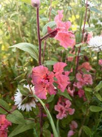 Clarkia Crown Double Mix by Bishy Barnabees Cottage Garden Ltd features delicate pink wildflowers with long stems, blooming among green leaves and white blossoms in a sunlit garden for a lush, vibrant display.