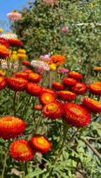 Bishy Barnabees Cottage Garden’s Strawflower Helichrysum Swiss Giant Mix displays vivid orange and yellow everlasting blooms that shine against a lush green backdrop, adding striking color and texture to any sunlit garden.