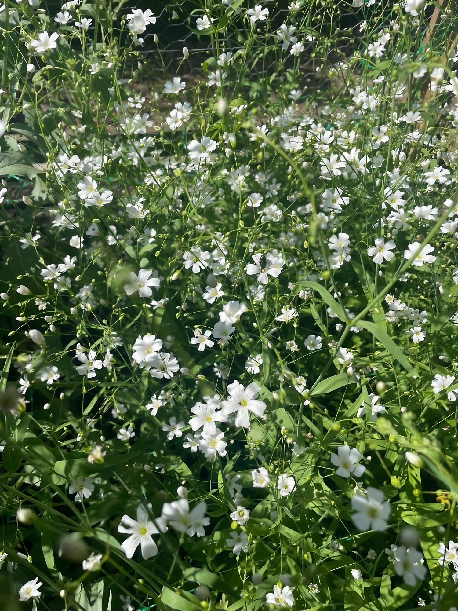 Close-up of Gypsophila Elegans Covent Garden white flowers in natural light
