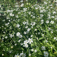 Gypsophila Covent Garden by Bishy Barnabees Cottage Garden produces dense clusters of small, delicate white blooms on thin green stems—perfect for sunny outdoor spots or as a soft accent in florist bouquets.