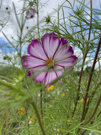 A close-up of Cosmos Fizzy Rose by Bishy Barnabees Cottage Garden shows semi-double flowers with purple and white petals, yellow centers, and green feathery foliage set against a partly cloudy sky.
