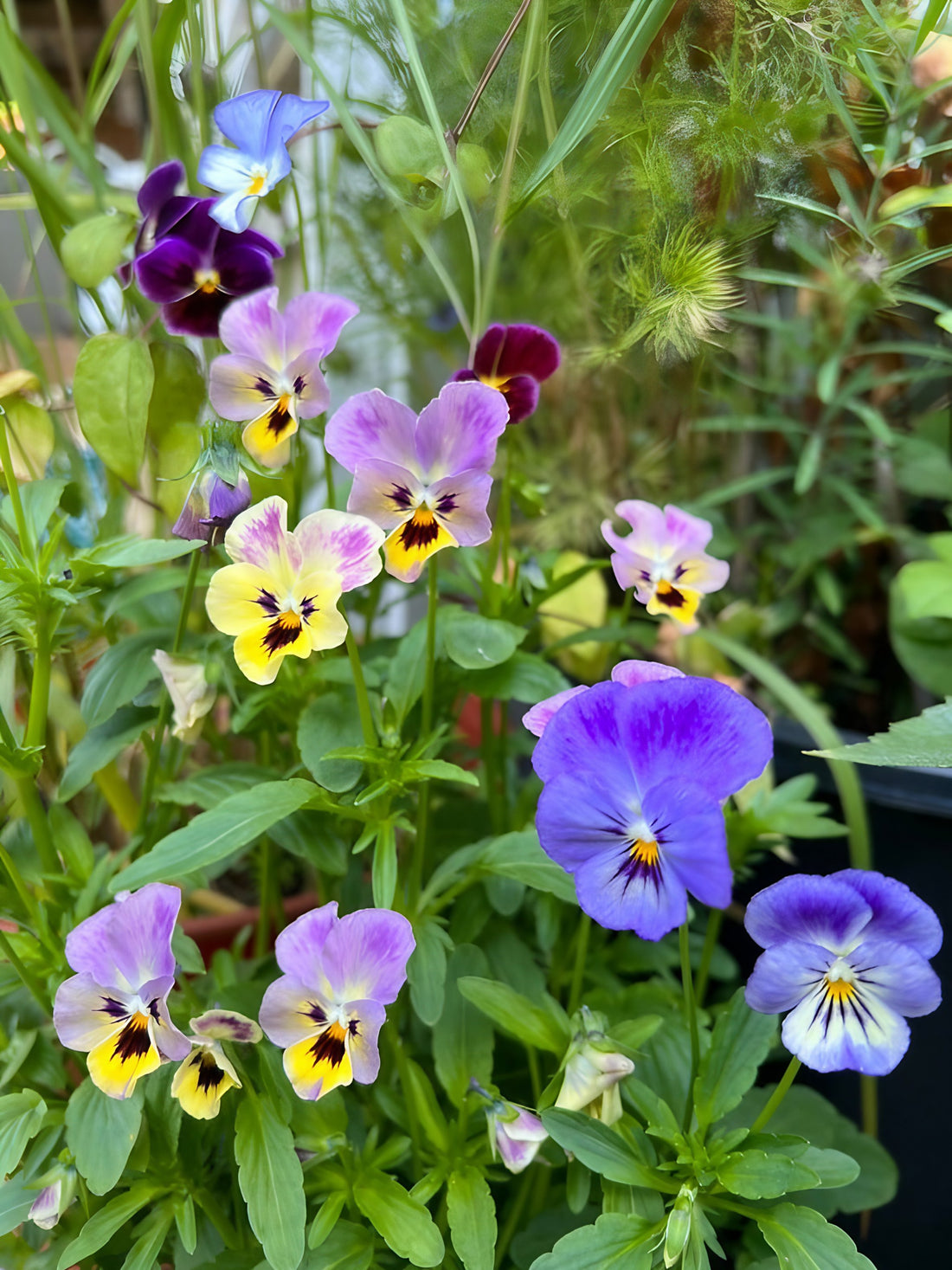Garden display of various Viola Cornuta Large Flower Mix pansies