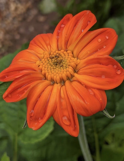 Tithonia Goldfinger flower with dew drops on its petals
