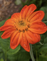 Close-up of an orange Tithonia Goldfinger flower with water droplets on its petals, surrounded by green foliage. Its detailed yellow center makes it ideal for butterfly gardens grown from Bishy Barnabees Cottage Garden seeds.