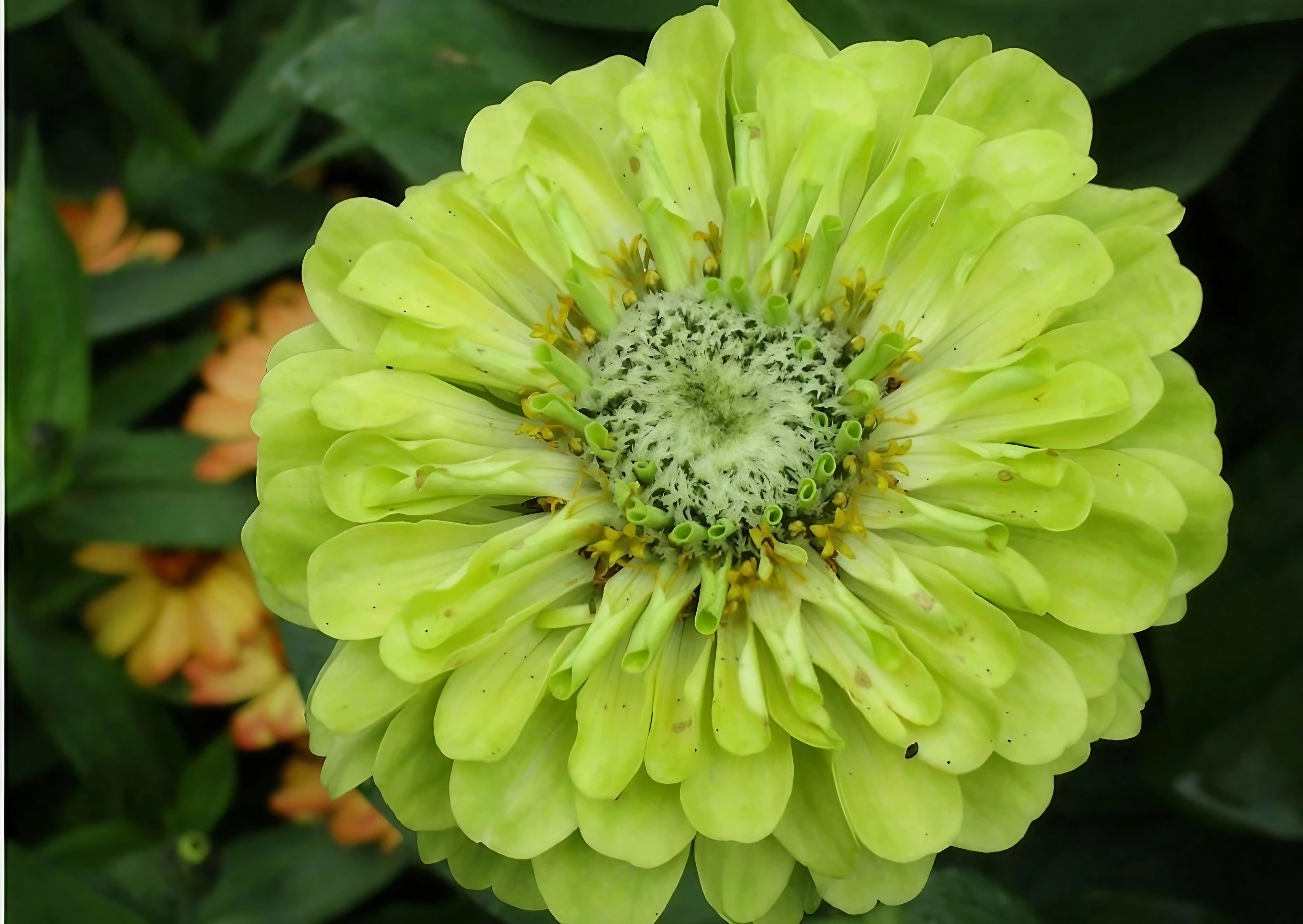 Single Zinnia Green Envy bloom showcasing its unique green and white petals