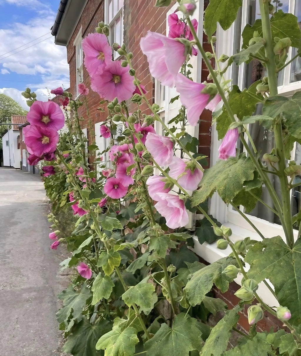 Tall pink hollyhocks from The Timeless Collection by Bishy Barnabees Cottage Garden bloom beside a brick house with white windows, lining a narrow street and creating a colorful, cottage-style scene under a partly cloudy sky.