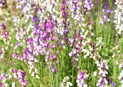Linaria Toadflax Fairy Bouquet Mix blossoming in a natural field setting