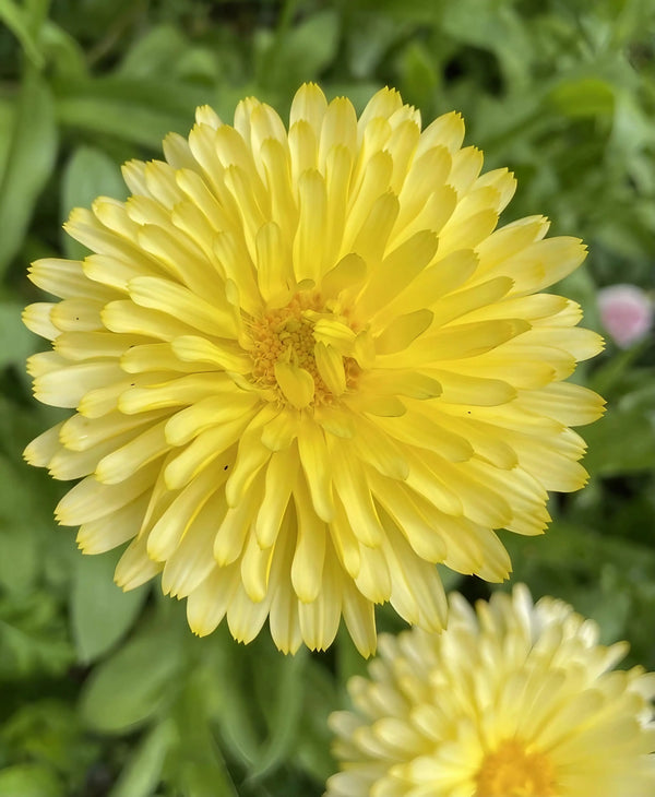 Close-up of a bright yellow dandelion flower in full bloom, with layered petals and a softly blurred green background—reminiscent of Bishy Barnabees Cottage Garden Ltd's Calendula Pacific Beauty Cream blooms.