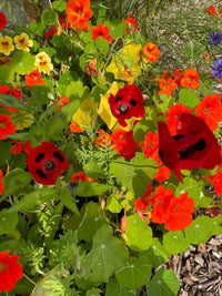 A vibrant garden features Bishy Barnabees Cottage Garden’s Poppy Ladybird with scarlet-red blooms, orange and yellow nasturtiums, green leaves, and touches of purple flowers, all bathed in sunlight.