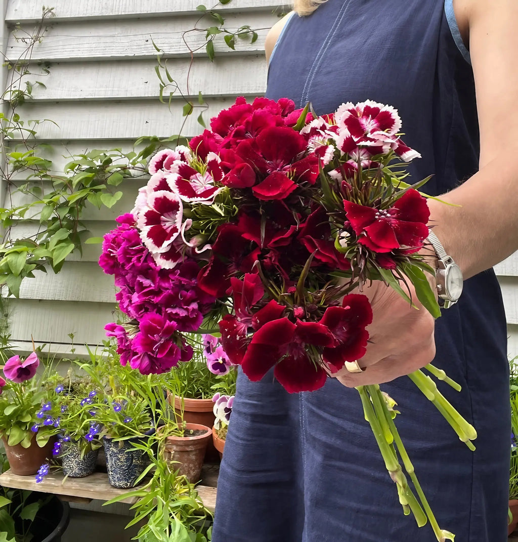 A person in a sleeveless blue dress holds a bouquet of Bishy Barnabees Cottage Garden’s Sweet William Indian Carpet Mixed, standing outside near fragrant path edging, potted plants, climbing vines, and a light-colored wall.