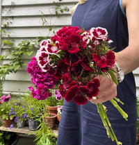 A person in a sleeveless blue dress holds a bouquet of Bishy Barnabees Cottage Garden’s Sweet William Indian Carpet Mixed, standing outside near fragrant path edging, potted plants, climbing vines, and a light-colored wall.