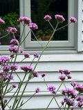 Verbena bonariensis – tall stems of purple flowers in front of a white house window
