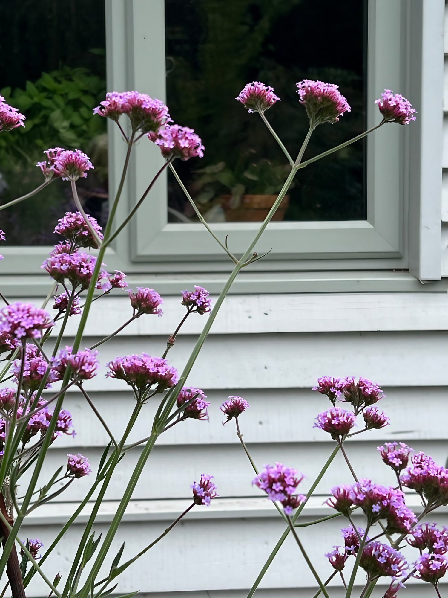 Verbena bonariensis with its purple blossoms outside a window