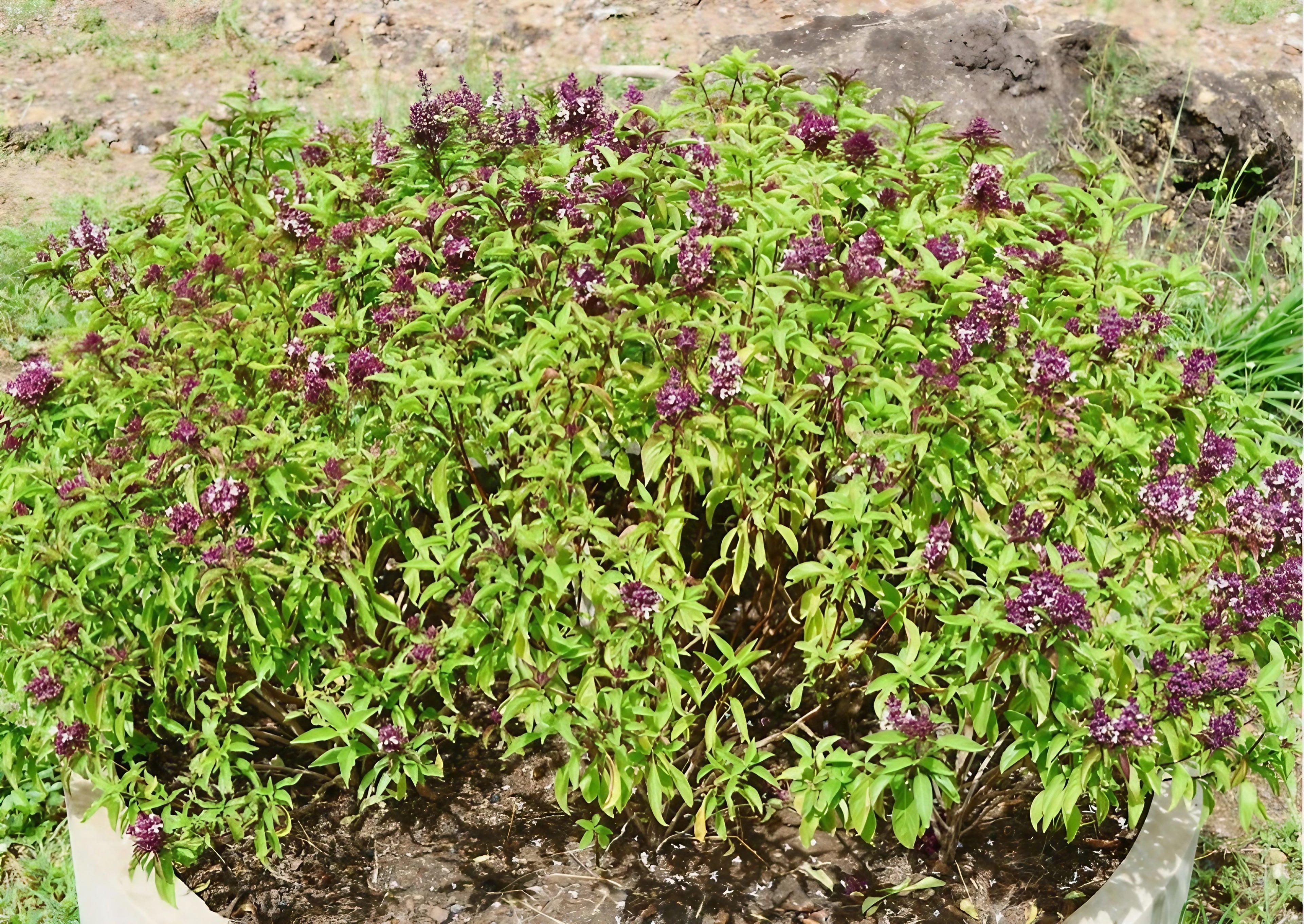Holy Thai Basil plant with characteristic purple stems in a pot