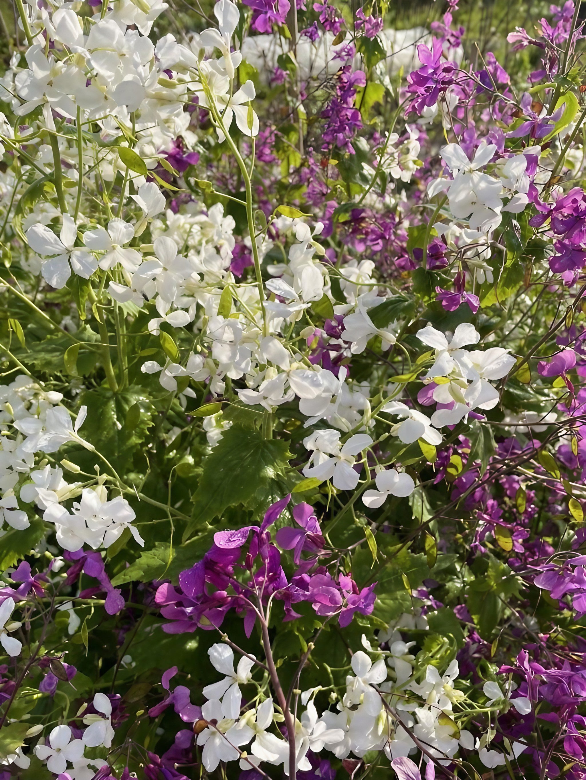 A dense cluster of Honesty flowers showcasing their distinctive purple and white hues