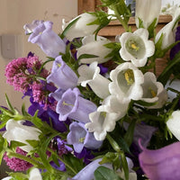 A close-up of a colorful bouquet featuring white and purple bell-shaped flowers grown from Canterbury Bells Crown Single Mixed seeds by Bishy Barnabees Cottage Garden Ltd, accented with small pink blossoms—ideal for cottage garden lovers.