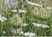 Close-up of Bishy Barnabees Cottage Garden’s Daucus Carota (Wild Carrot) shows delicate white blossoms and green buds set against tall grasses and blurred greenery.