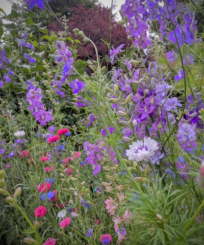Assorted purple and blue Larkspur Limelight Mix flowers growing in a well-maintained garden