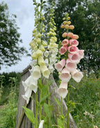 Tall stems of white and pink Foxglove Bishy Barnabee Mix from Bishy Barnabees Cottage Garden brighten a woodland garden, set against a wooden fence, wire mesh, green trees, and a cloudy sky in the background.