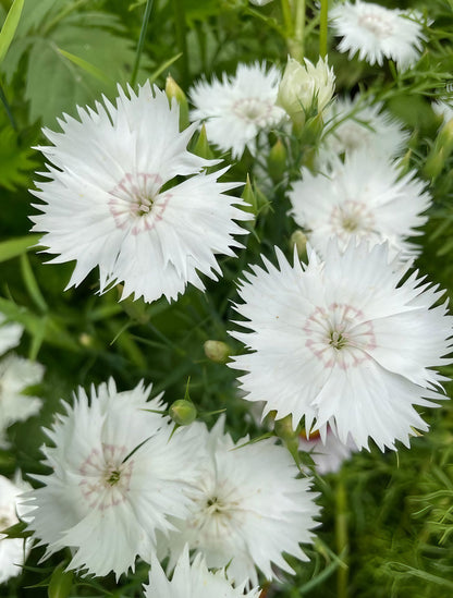 Multiple white Dianthus Heddewegii Gaiety Single Mix flowers blooming in a garden