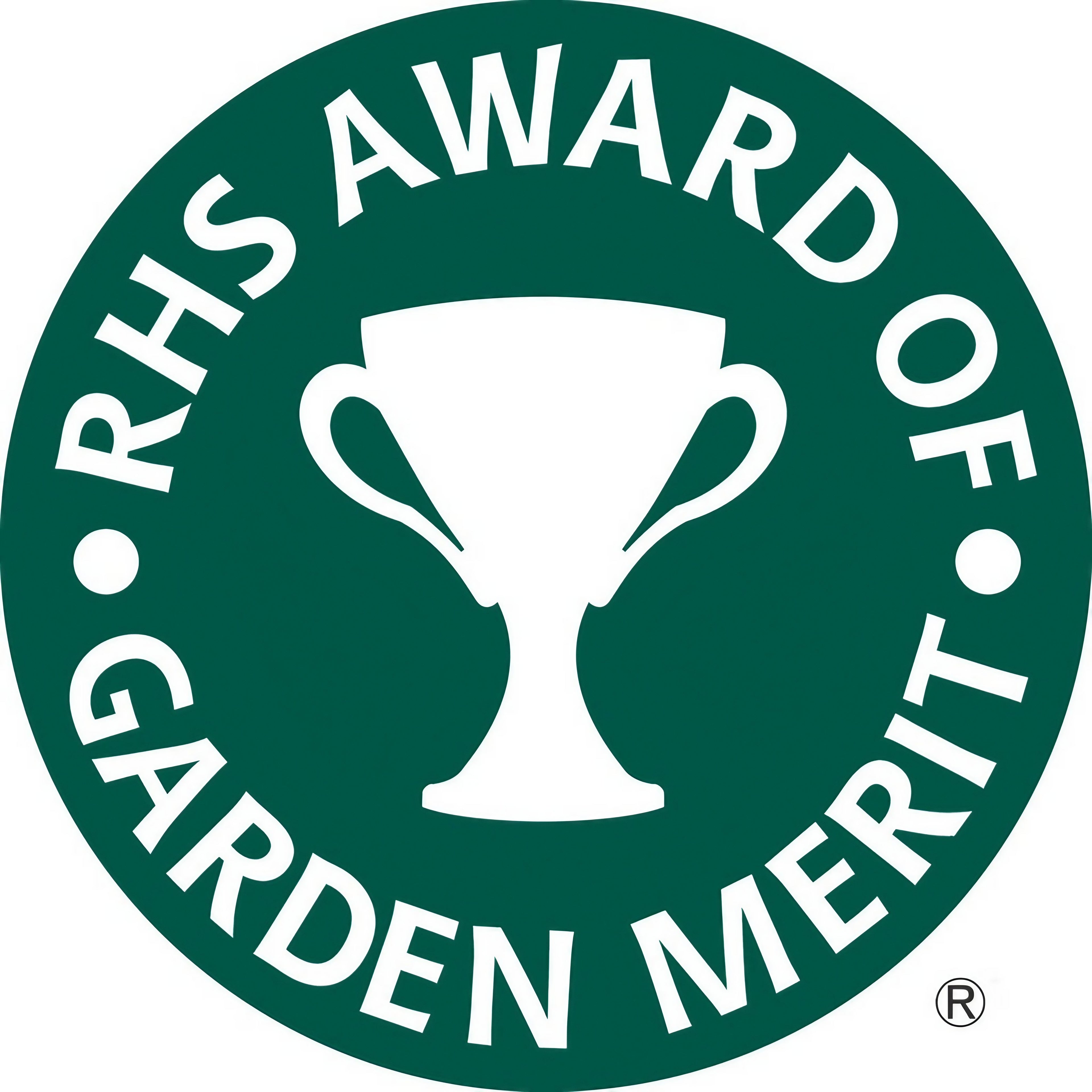 Ammi Majus plant awarded the RHS Garden Merit