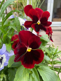 Deep red horned pansies with dark centers and yellow accents bloom among green leaves, joined by a pale lavender pansy. Grown from Bishy Barnabees Cottage Garden’s Viola Cornuta Large Flower Mix—perfect edible flowers for your garden.