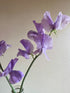 Decorative vase showcasing Sweet Pea Spencer Leamington blooms