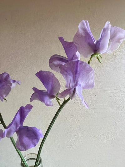 Sweet Pea Leamington by Bishy Barnabees Cottage Garden features delicate lavender-lilac Spencer type blooms with ruffled petals and slender green stems in a glass vase, adding soft elegance to any setting against a gently lit beige backdrop.