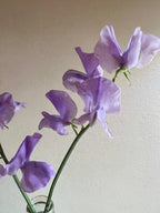 The Sweet Pea Collection by Bishy Barnabees Cottage Garden features light purple, long-stemmed sweet peas in a glass vase, their slender green stems and soft scent creating a delicate look against a pale background.