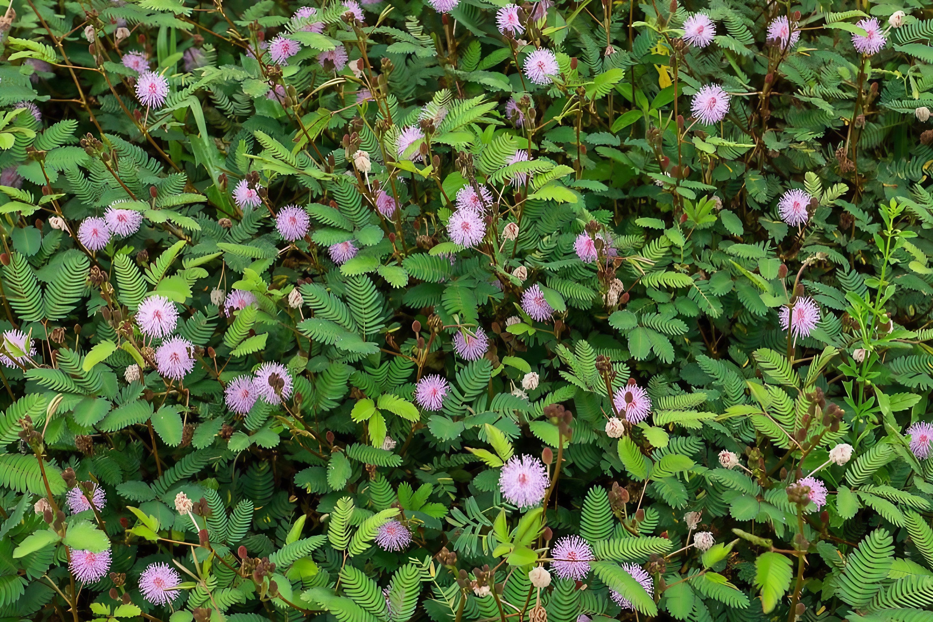 Dense Mimosa Pudica shrub adorned with purple blooms and verdant leaves