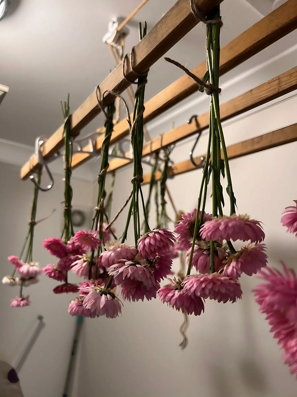 Bishy Barnabees Cottage Garden’s Flowers to Grow – Perfect for Drying hang upside down in small pink bunches from a wooden rack, creating sustainable decor against a softly lit white wall and ceiling.