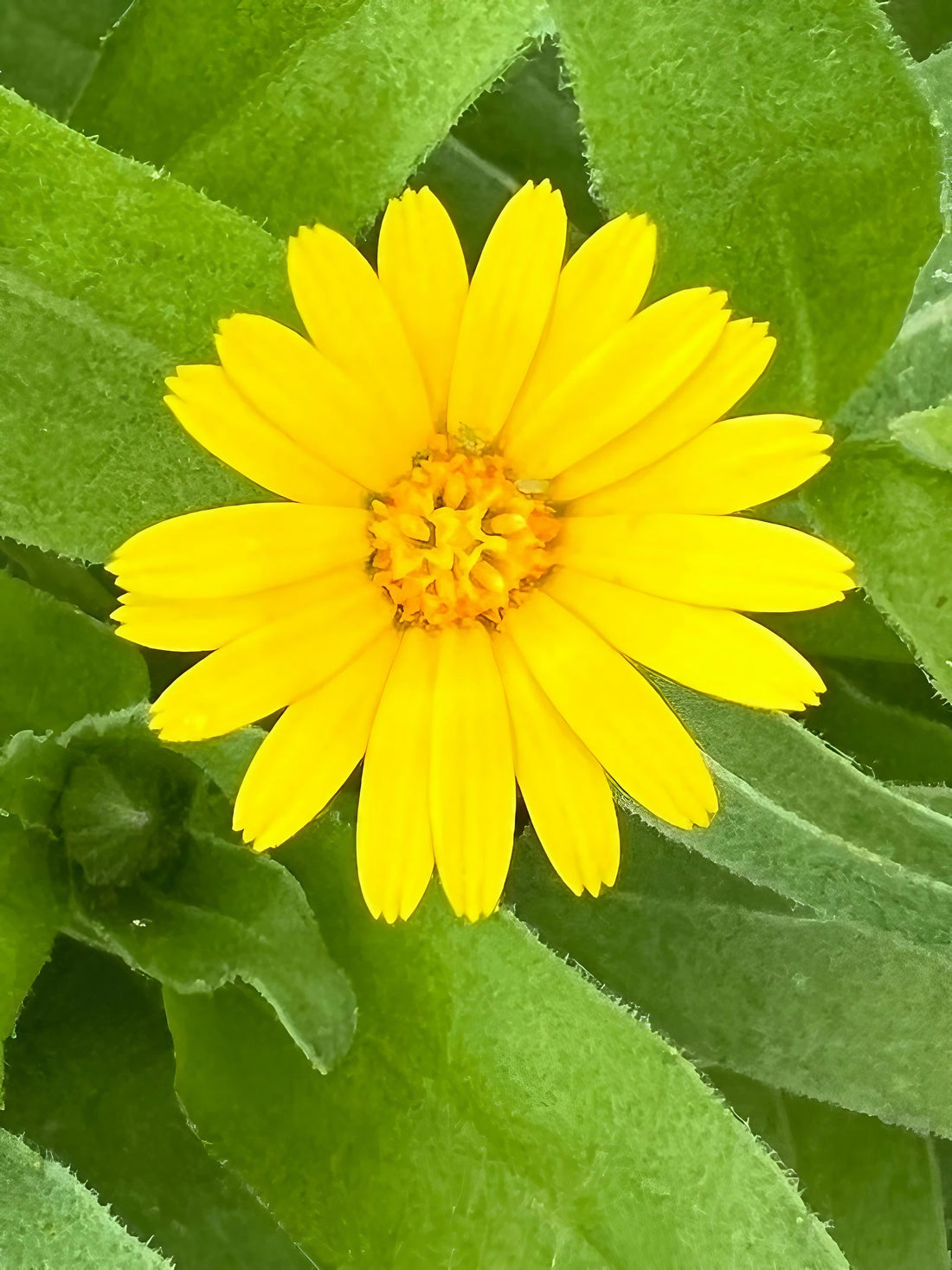 Close-up of a Calendula Wintersun flower with vibrant yellow petals