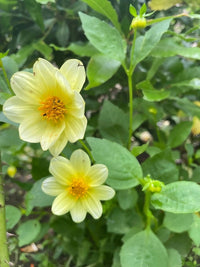 Two pale yellow Dahlias with yellow centers from Bishy Barnabees Cottage Garden's Dahlia Early Bird Mix bloom amid green leaves, with a nearby bud. Lush foliage makes them ideal for patio pots when grown from Dahlia seeds.