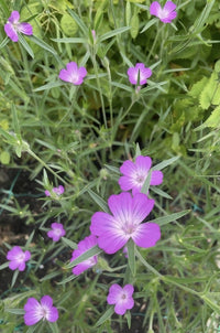 Corncockle by Bishy Barnabees Cottage Garden Ltd features vivid purple, five-petaled blooms with white centers and slender green stems, growing densely among lush foliage for a bright, lively garden display.