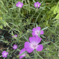 Corncockle by Bishy Barnabees Cottage Garden Ltd features vivid purple, five-petaled blooms with white centers and slender green stems, growing densely among lush foliage for a bright, lively garden display.