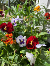 Bishy Barnabees Cottage Garden’s Viola Cornuta Large Flower Mix offers vibrant red, purple, orange, and white blooms with lush green leaves—ideal edible flowers to brighten your garden in sunny outdoor spots.