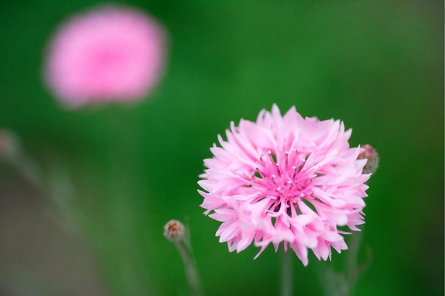 Close-up of a Cornflower Pink Ball flower with green foliage