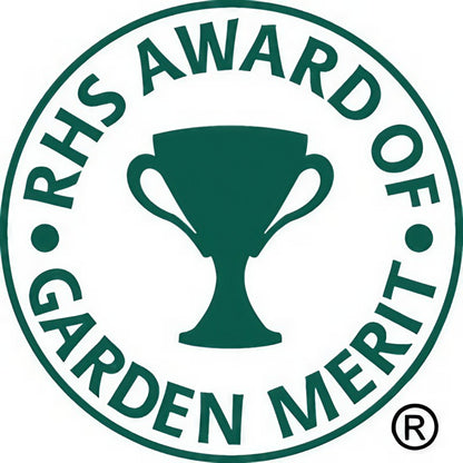 Ipomoea Heavenly Blue vine awarded the RHS Award of Garden Merit