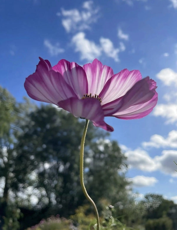 A close-up of a Bishy Barnabees Cottage Garden Cosmos Fizzy Rose flower with a long stem, shot from below against a blue sky with scattered clouds and blurred green trees in the background.